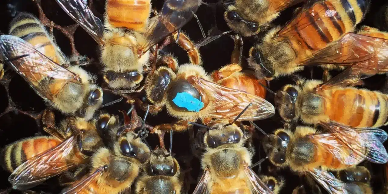 What I’ve learned from learning about bees